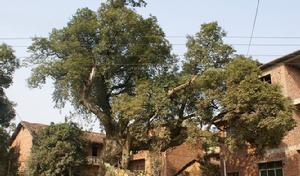 一半江西一半湖南的鴛鴦樹