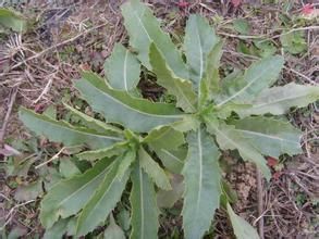 闊葉石韋 闊葉石韋