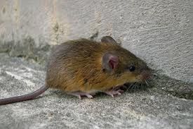 長尾攀鼠 長尾攀鼠