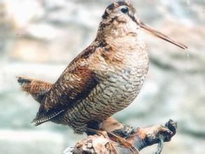 摩鹿加丘鷸 摩鹿加丘鷸