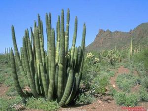 南非食用仙人掌