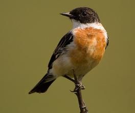 白喉石鵖 白喉石鵖