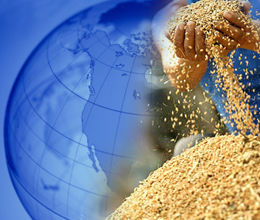 世界糧農組織 世界糧農組織