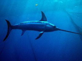 劍魚[硬骨魚綱鱸形目海洋魚類]