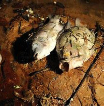 紫金礦業污染事件