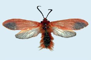 發財樹蔗扁蛾 發財樹蔗扁蛾