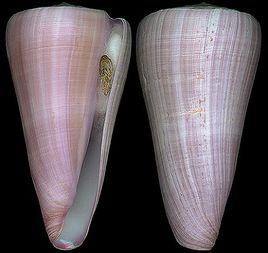 紫帶芋螺 紫帶芋螺