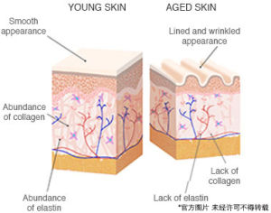 皮膚老化過程1