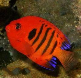 噴火神仙 噴火神仙