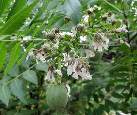 文冠果[無患子目無患子科植物]