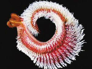 這種蠕蟲能在80攝氏度高溫的深海熱液噴口處生存