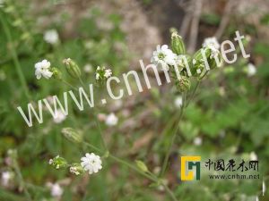 毛粗壯女婁菜 毛粗壯女婁菜