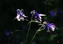 細距耬斗菜 細距耬斗菜