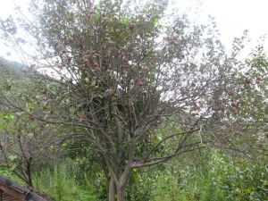 龍坦山自然村 龍坦山自然村