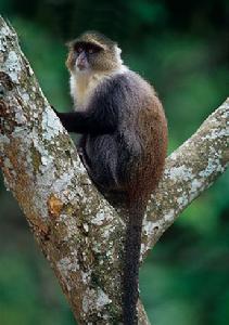 科爾布白領青長尾猴 科爾布白領青長尾猴