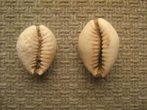 天然海貝 天然海貝