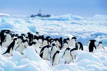 國家攝影南極經典圖片
