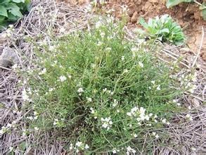 鞭枝碎米薺 鞭枝碎米薺