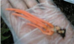 銀硃擬鎖瑚菌 銀硃擬鎖瑚菌