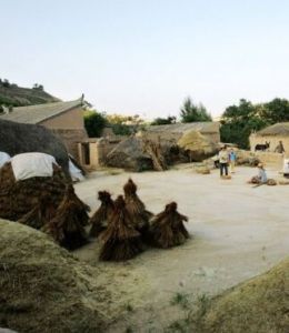 打麥場村 打麥場村