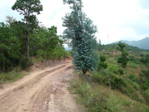 象鼻嶺自然村 象鼻嶺自然村