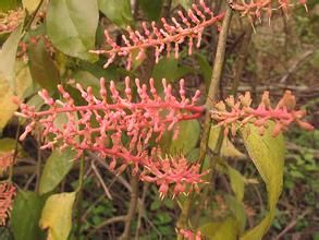 林地離瓣寄生 林地離瓣寄生