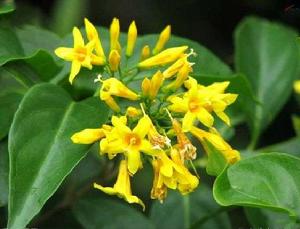 鉤吻[馬錢科鉤吻屬植物]