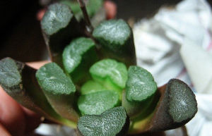 毛漢十二卷 毛漢十二卷