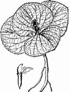 獨一味[唇形科屬獨一味屬植物]