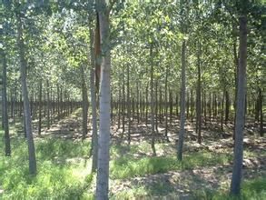 流丹埠村 流丹埠村