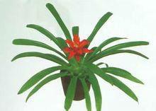 小果子蔓 小果子蔓