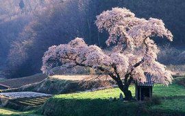 櫻樹