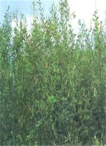 單體蕊黃芪 單體蕊黃芪