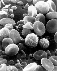 掃描電子顯微鏡下流動的人體血液。我們可以看見紅血球、一些長像“突出”的白血球（包含淋巴球）、一個單核球、一個中球性以及許多盤狀的血小板。