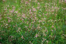 羅布麻[夾竹桃科羅布麻植物]
