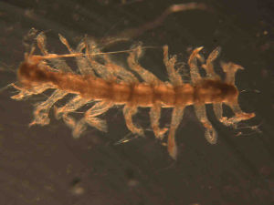 玫腺浮蠶 玫腺浮蠶