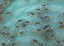 河蟹育苗 河蟹育苗