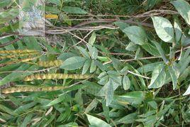 網路雞血藤 網路雞血藤