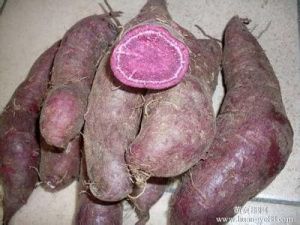 日本黃薯黑薯栽培技術 日本黃薯黑薯栽培技術