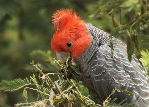 鋼鋼巴丹鸚鵡 鋼鋼巴丹鸚鵡