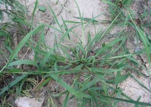 橫斷山馬唐 橫斷山馬唐