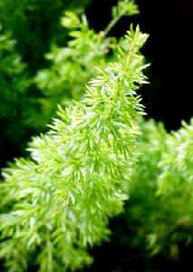 狐尾天門冬 狐尾天門冬