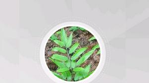 馬肋巴[馬肋巴]