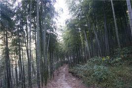 歡喜嶺古道 歡喜嶺古道