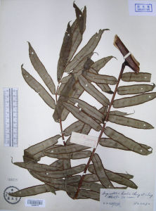 侯氏觀音座蓮 侯氏觀音座蓮