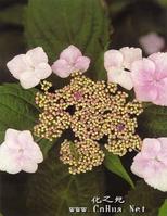 蝴蝶莢蒾 蝴蝶莢蒾