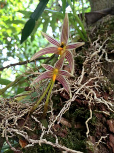海南石豆蘭 海南石豆蘭