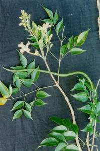 美葉菜豆 美葉菜豆