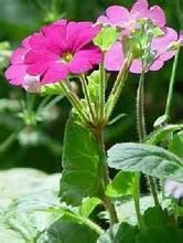 雲南卵葉報春 雲南卵葉報春