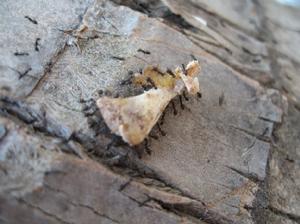 生命界十大頂級創造